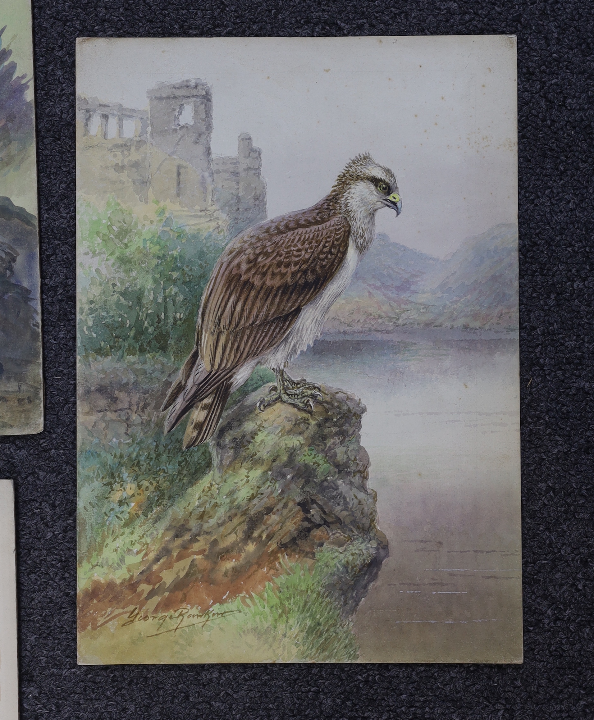 George Rankin (1864-1937) four watercolours on card, Raven, Jackdaws, Common Buzzard and Osprey, largest 46 x 29cm, unframed